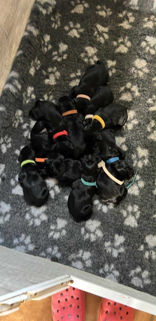 Des Anges De Brière - Flat Coated Retriever - Portée née le 31/08/2025